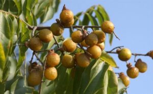 What are soap nuts?